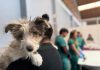 CONCURRIDO OPERATIVO DE VACUNACIÓN ANTIRRABICA PARA PERROS Y GATOS