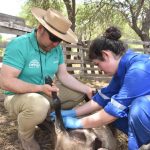 OPERATIVOS SANITARIOS CON ANIMALES PRODUCTIVOS